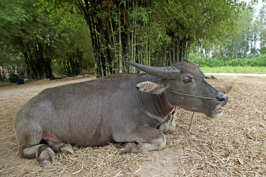 asian water buffalo or bubalus bubalis