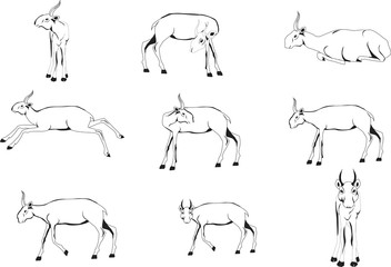 Scethes of saiga antilopes set in various poses