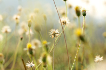 Fototapeta na wymiar grass flowers selective focus with shallow depth of field