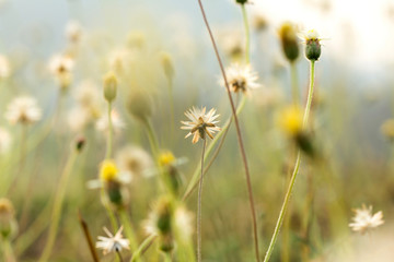 grass flowers selective focus with shallow depth of field