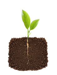 Growing plant with underground root visible