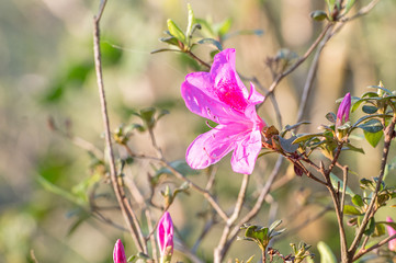 azalea blooming