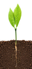 Growing plant with underground root visible