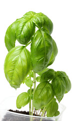 A growing branch of green Basil.