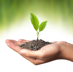 plant in the hand on green background