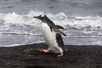 Plexiglas foto achterwand Gentoo penguin © Alexey Seafarer