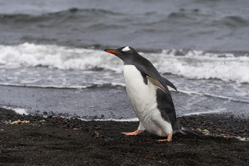 Fototapeta premium Gentoo penguin