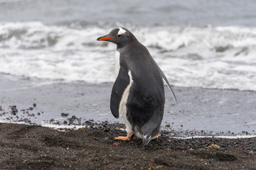 Naklejka premium Gentoo penguin