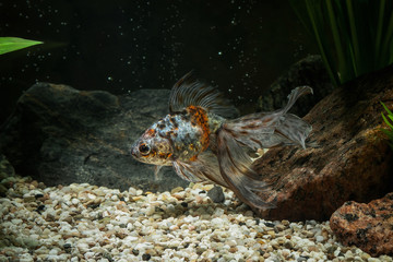 Fish. Goldfish in aquarium with green plants, and stones