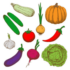 Healthy farm vegetables color sketches