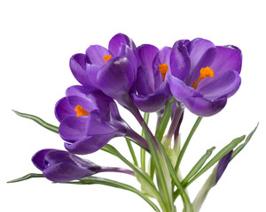 Flowers of crocus  isolated on white