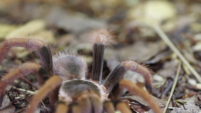 Colombian Giant Red-leg Tarantula (Megaphobema Robustum)
