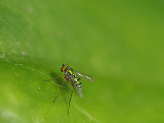 Long-legged Fly On Green Leaf Background