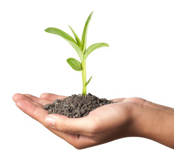 plant in the hand on green background