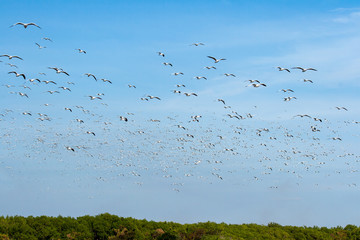 A large group of migrant seagull flying over mangrove forest toward the sea 