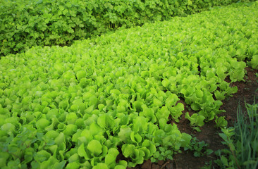 variety vegetable in growth at vegetable garden