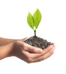 plant in the hand on green background