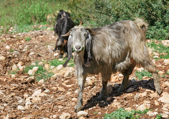 eared mountain goat grazing