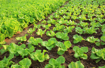 Fototapeta na wymiar green lettuce crops in growth at vegetable garden