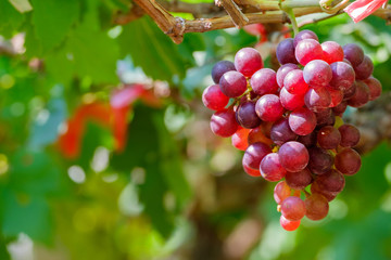 Grapes