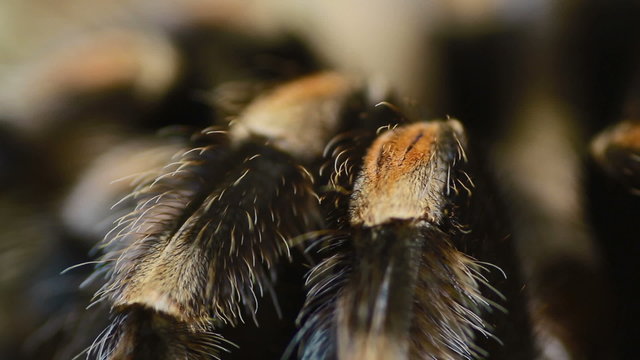 close-up leg Mexican Redknee Tarantula (Brachypelma smithi)
