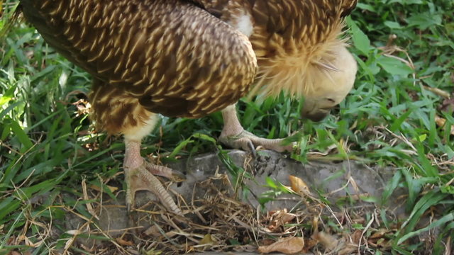 Vulture Bird Building Nest