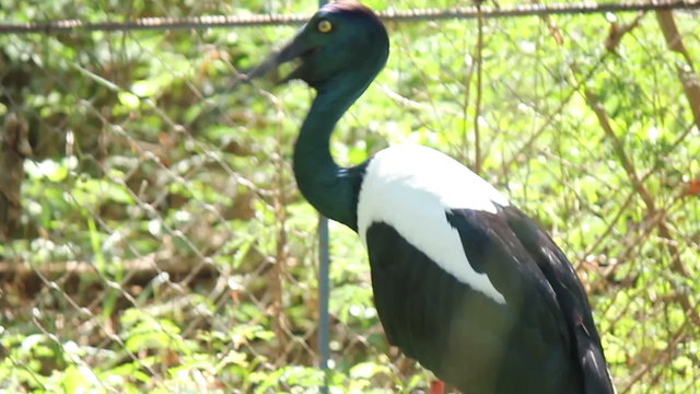 Black Necked Stork in Asia