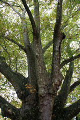 Fototapeta premium Sycamore / Powerful sycamore tree in the park Brugg