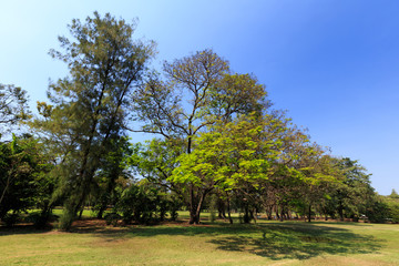 Fototapeta na wymiar Green tree in city park.