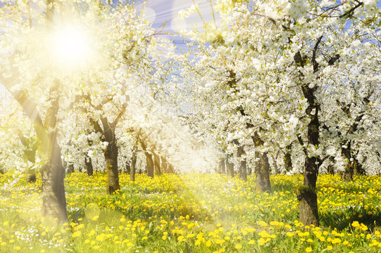 Plantage mit Apfelbäumen und Sonnenstrahlen im Gegenlicht
