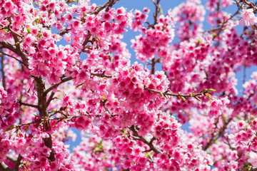Obraz premium Pink sakura blossoms Background sky