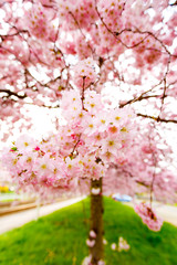Sakura Flower or Cherry Blossom With Beautiful Background