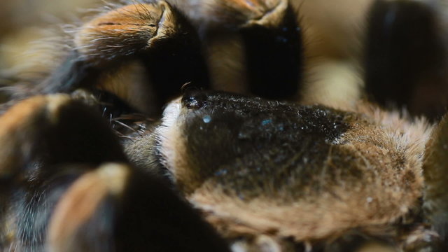 close-up Mexican Redknee Tarantula (Brachypelma smithi)
