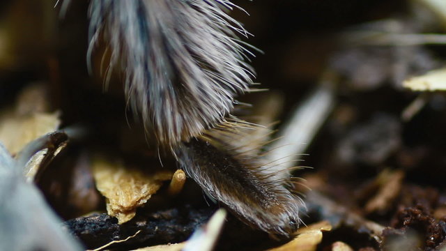 close-up leg Mexican Redknee Tarantula (Brachypelma smithi)
