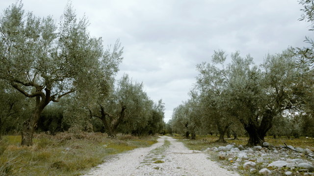 4K UHD field of olive trees walking tracking pov steadicam
