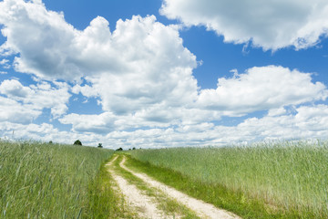 Farm unripe rye field under white cirrus clouds and azure sky