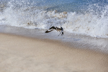 A willet bird, type of sandpiper running from ocean wave