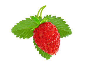 wild strawberry and leaf isolated