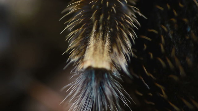 close-up leg Mexican Redknee Tarantula (Brachypelma smithi)
