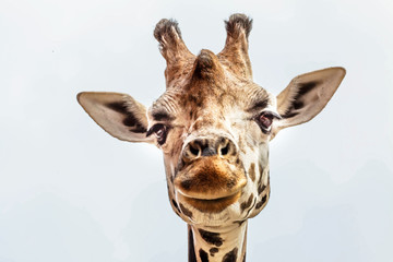 Close up portrait of Masai giraffe