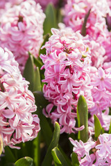 background beautiful pink hyacinth flowers on a festival in Istanbul, in the spring in April