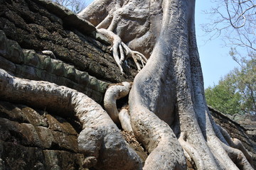 Der Tempel Ta Prohm in Angkor Wat