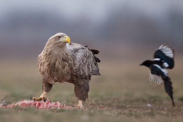 White tailed eagle eating