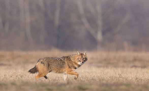 Fototapeta Golden jackal walking on meadow