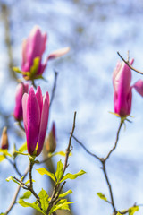 background view of beautiful pink tender buds of magnolia on a branch