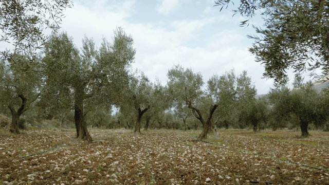 4K UHD field of olive trees walking tracking pov steadicam