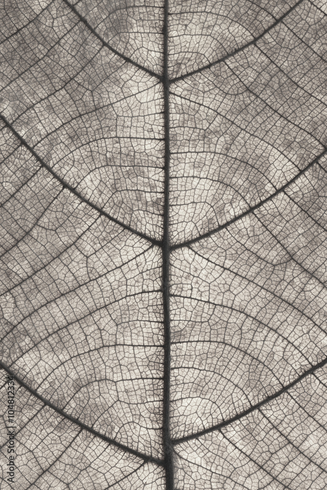 Poster Leaf texture for pattern and background