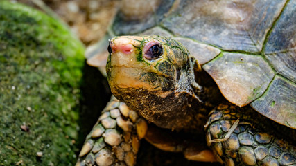 Closeup of a turtle head watching the observer 