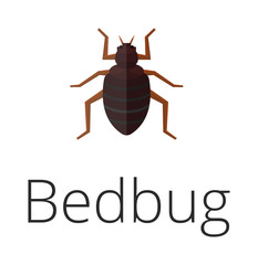 Bedbug parasite vector illustration.