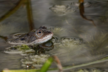 Moor Frog, Common Frog